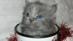 Tapeta Annimals 157.jpg